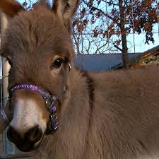 We did not find results for: Miniature Donkeys The Latest Trend In Exotic Pets Ktul