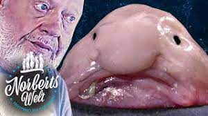 Alternativ kann er auch jederzeit mithilfe von zauberköder in der südwestlichsten ecke des strandes gefunden werden. Hasslichster Fisch Blobfisch Gibt Es Den Wirklich Norberts Welt Zoo Zajac Youtube