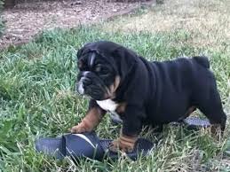 On our site, you will find information about the english bulldog breed standard. Akc Rare Colored Champion Lined English Bulldog Puppies Nex Tech Classifieds