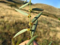 Image result for Phyllanthus maderaspatensis