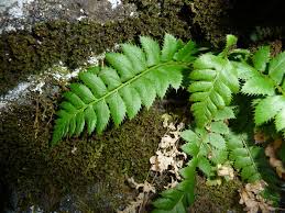 Image result for Lonchitis