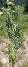 Image result for Dicoma arenaria