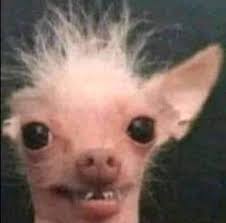 Create Meme Dog The Most Ugly Dog Bald Dog Pictures Meme Arsenal Com