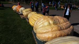 Image result for fat ass pumpkin