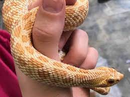 Glass enclosures can house a hognose well. Western Hognose Snake Care Sheet Reptile Centre