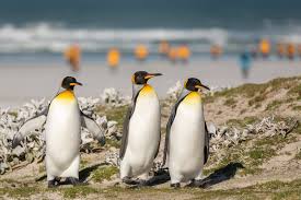 Image result for penguin