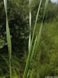 Image result for Xyris schliebenii