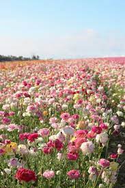 We did not find results for: Instagram Guide To The Carlsbad Flower Fields Carlsbad Flower Fields Flowers Nature Blooming Flowers