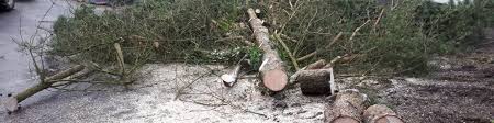 Dies dient zum schutz von tieren, die dort brüten oder für die blüten und blätter eine nahrungsgrundlage darstellen. Baumfallung Forstbetrieb Marcus Bonning