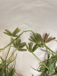 Image result for Dactyloctenium aegyptium