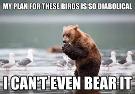 Funny Animal Pictures Bear Meme Funny Animal Pictures Funny Animal Memes