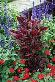 Image result for Iresine lindenii