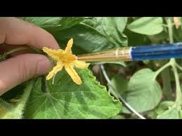 Image result for how to self pollinate cucumbers