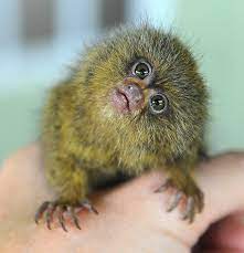 Ninita The Pygmy Marmoset Likes To Eat Climb Play And Be Combed With A Toothbrush Pygmy Marmoset Weird Animals Cute Baby Monkey