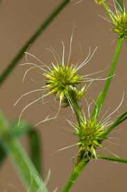 Image result for Rhynchospora holoschoenoides