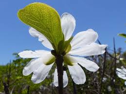 Image result for Xylotheca tettensis