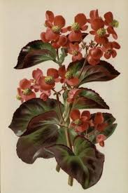 Image result for begonia semperflorens