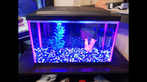 Choosing betta fish tank mates can be difficult. Petsmart 5 Gallon Glofish Tank Review Youtube