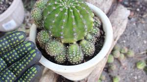 This cactus is known to multiply and create large clusters. Echinopsis Rainbow Bursts Pup Removal And Giveaway Cactus Gives Birth Youtube