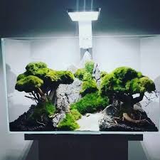 Rimless Planted Tank In 2020 Aquascape Aquarium Aquarium Fish Tank Freshwater Aquarium