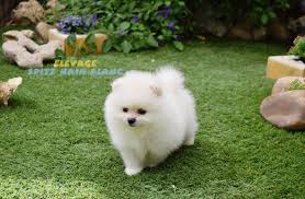 Canidé, chien domestique, loulou nain, spitz Spitz Nain Blanc Loulous De Pomeranie Elevage Spitz Nain Blanc
