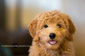 The Cutest Goldendoodles Goldendoodle Goldendoodle Puppy Mini Goldendoodle Puppies