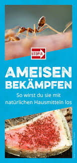 Ameisen Bekampfen Naturliche Hausmittel Fur Garten Und Wohnung Utopia De Ameisen Bekampfen Ameisen Naturliche Hausmittel