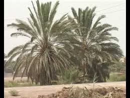 صناعة سقوف البيوت بواسطة جذوع النخيل Youtube