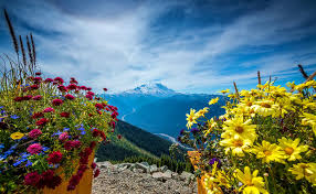 Bildergebnis für Mount Rainier with beautiful flowers in September