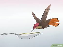 We did not find results for: How To Make Hummingbird Food 12 Steps With Pictures Wikihow