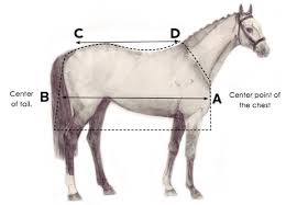 How To Measure Your Horse For A Horse Blanket Performance
