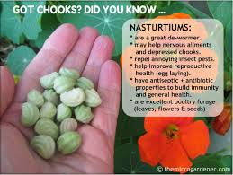 With so many edible parts, nasturtiums were my glutbusters star plant for september 2014. How To Grow Use Nasturtiums The Micro Gardener