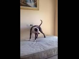 Matratze für hunde kaufen und das zu günsten preisen. Huiii Hund Springt Mit Kindern Auf Matratze Herum
