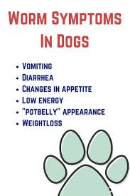Pin On Dog Health And Pain Help