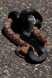 The Buckeye Botanist Copperhead Vs Eastern Black Kingsnake Poisonous Snakes Snake Enclosure Reptile Snakes