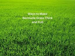 You can do it once every two weeks in the spring, autumn, and warm winters. How To Make Bermuda Grass Thicker And Greener Lawn Model