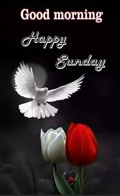 Maybe you would like to learn more about one of these? Good Morning Bird Wishes Sunday Image Pics Good Morning Birds New 563x920 Wallpaper Teahub Io