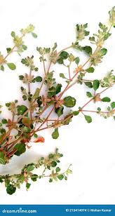 Image result for Glinus lotoides