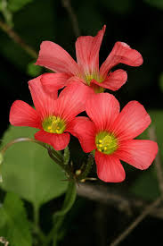 Image result for Oxalis semiloba