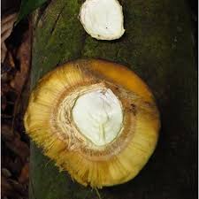 Image result for Klainedoxa