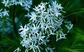 Botanically speaking, arkansas bluestar is a relatively new discovery, having first been described in 1942. Arkansas Blue Star Hd Wallpapers Free Download Wallpaperbetter