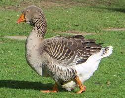 Video of my friendly giant dewlap toulouse geese. Giant Exhibition Dewlap Toulouse Geese Hailsham East Sussex Pets4homes