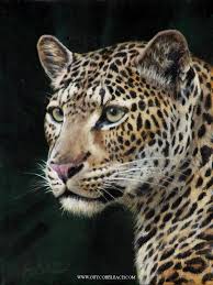 Leopard Portrait Rha 12 X 9 Big Cats Art Animals Beautiful Animals