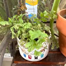 Image result for Adiantum poiretii