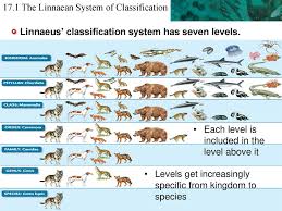17 1 The Linnaean System Of Classification Ppt Download
