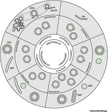 double membrane vesicles as platforms for viral replication trends in microbiology