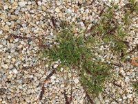 Image result for Tragus koelerioides