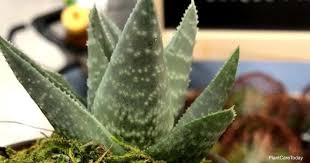 Haworthias are in the same family as the aloes (asphodelaceae in davesgarden, and aloaceae in some other websites/encyclopedias). Tips On Haworthia Watering Keep The Soil Wet Or Dry
