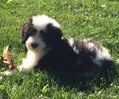 When was the first mini sheepadoodle puppy born? Sheepadoodle Acres Home Facebook
