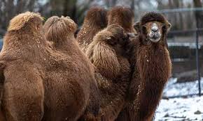 Camel, bactrian on wn network delivers the latest videos and editable pages for news & events, including entertainment, music, sports, science the camels will be moved to a new area of the zoo. Bactrian Camel Franklin Park Zoo